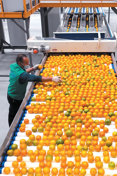 做大做强农产品加工业——新时代画卷下的发展路径