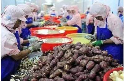 农产品加工 政策扶持与千万商机