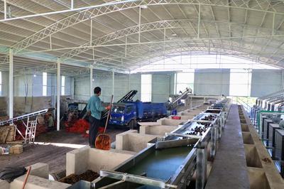 五街镇 核桃产业升级，打造硬“核”梦工厂