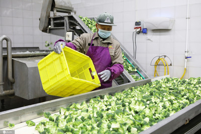 江苏滨海蔬菜 从田间到国际餐桌，年产值超3亿的产业腾飞之路