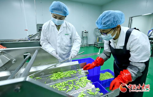 陇拍客聚焦山丹 蔬菜精深加工，链出高价值农产品