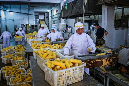 精深加工如何拓展农产品增值空间